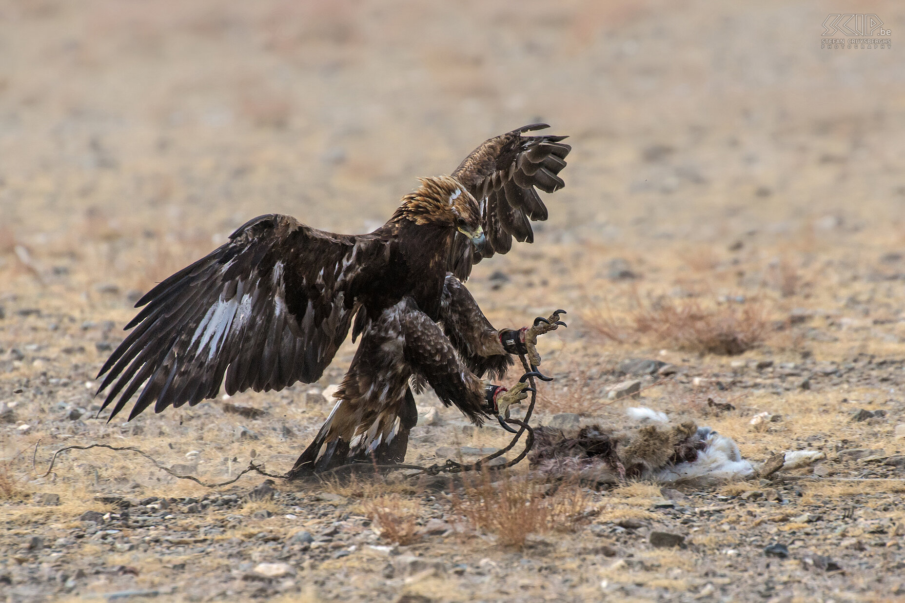 Ulgii - Golden Eagle Festival - Arend De steenarend (golden eagle, Aquila chrysaetos) grijpt de konijnenvacht. Tijdens een duikvlucht kan een steenarend de spectaculaire snelheid van 240 tot 300 kilometer per uur halen. De ogen van de arend zijn acht keer scherper dan deze van de mens. De vogels wegen 6kg à 7kg en de spanwijdte van hun vleugels is bijna 2 meter.<br />
 Stefan Cruysberghs